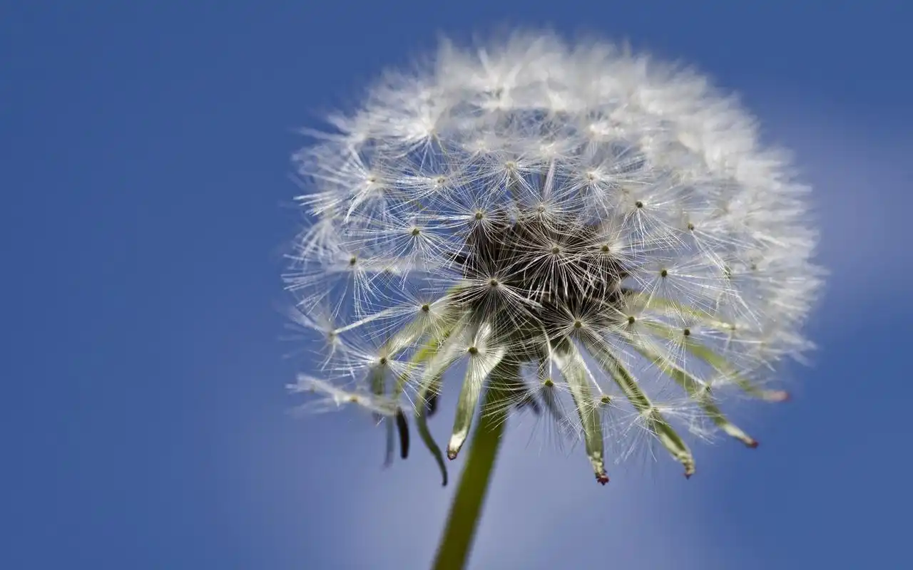 首页 桌面壁纸 风景壁纸 唯美轻盈蒲公英图片电脑壁纸