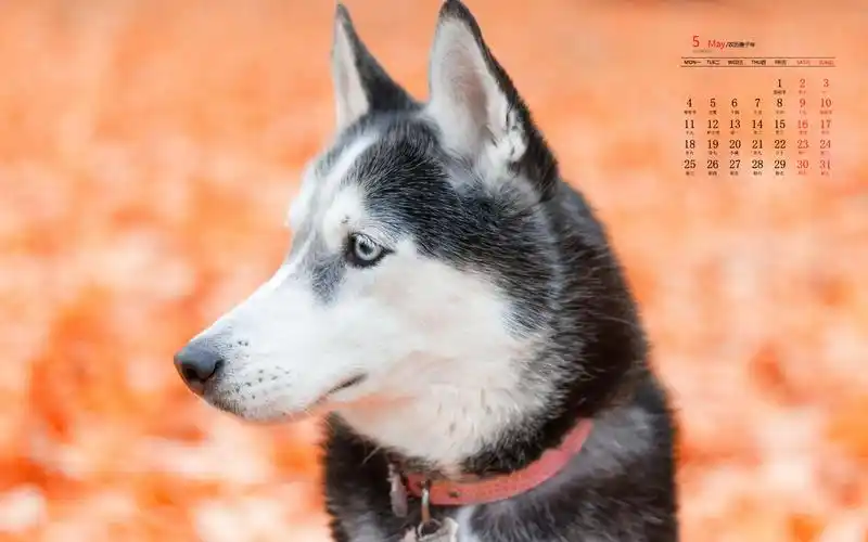 2020年5月二哈哈士奇呆萌高清日历壁纸