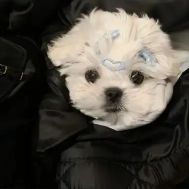 萌宠头像治愈图片大全69张_动物头像_头像屋