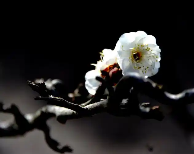 坚韧淡雅的龙游梅