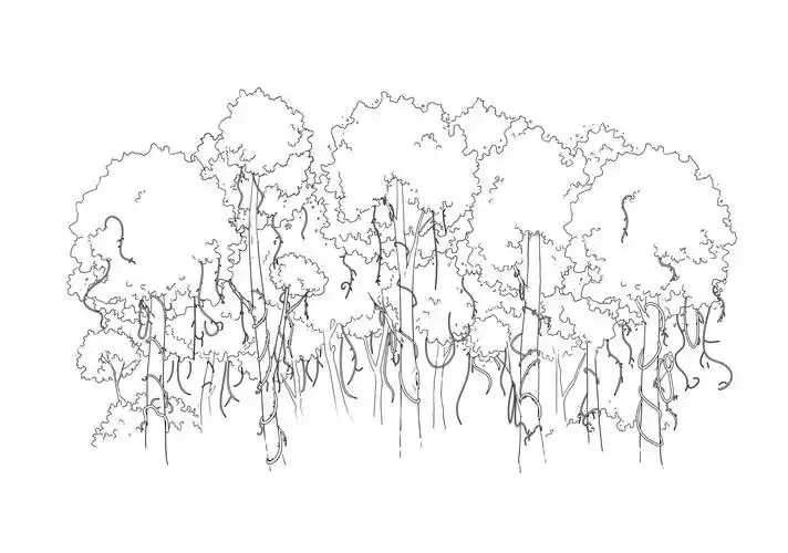 标签:森林线稿背景