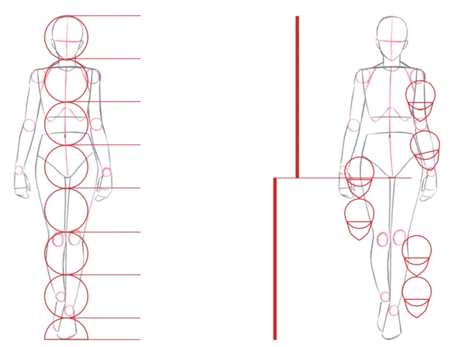 通常来说,现实中男性与女性的人体比例区别如下