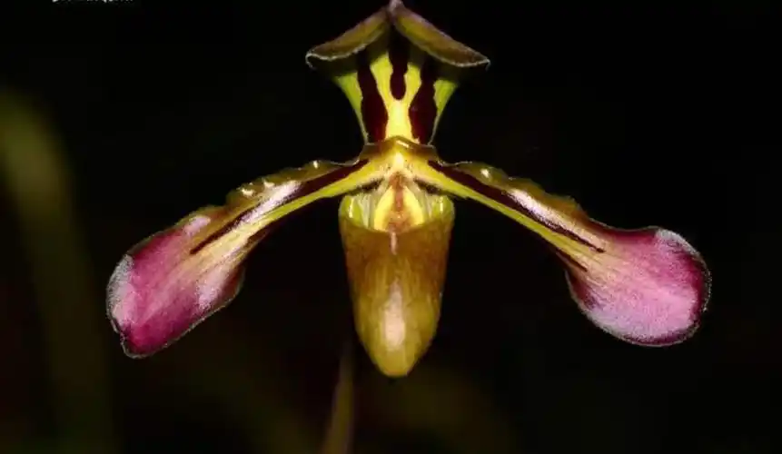 国家Ⅰ级濒危物种虎斑兜兰的鉴赏辨识与保护现状