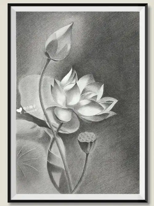 素描旧作夏日荷花附过程图