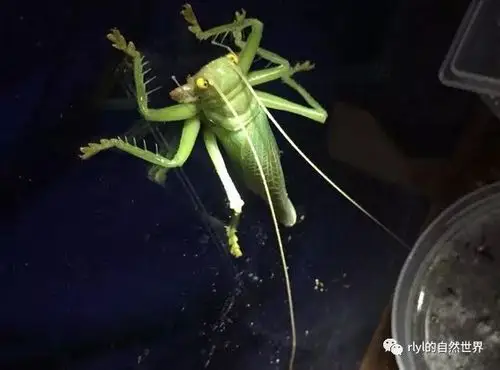因为之前养过透翅蟋螽,所以对蟋螽并不陌生