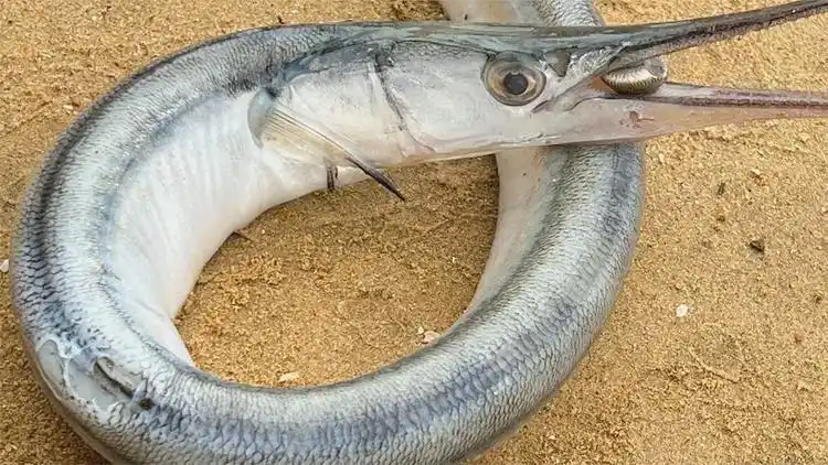 大海退潮后,大庆随着潮水发现一条大长嘴鱼,嘴巴比手还要长