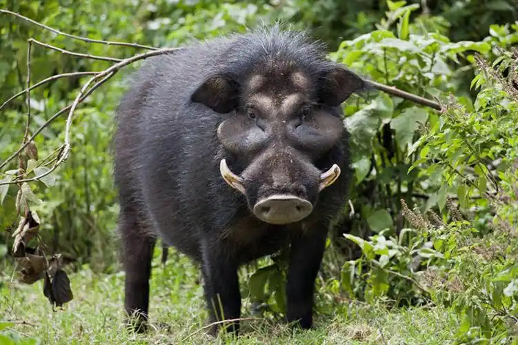 头发,无人,横图,室外,白天,野生动物,猪,非洲,肯尼亚,长牙,野猪,黑色