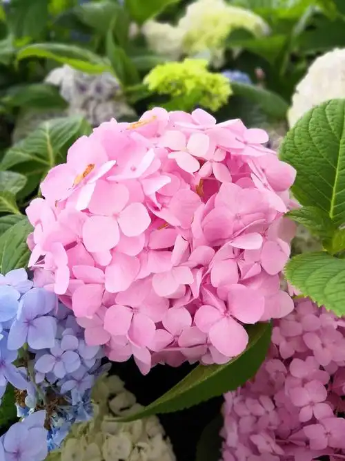 是跟土壤的酸碱性有关,这朵漂亮的粉色绣球花的土壤是碱性的