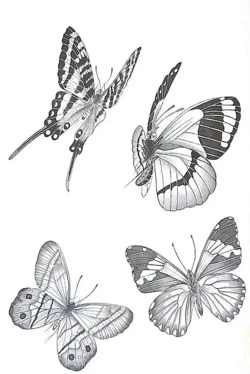 蝴蝶白描画谱