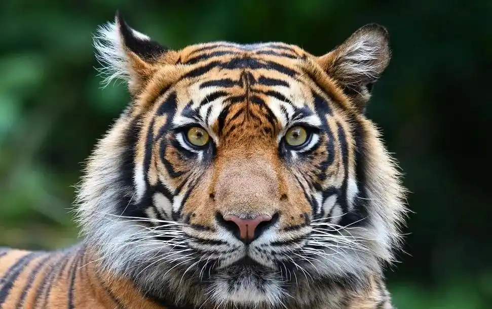 附件下载文章软件