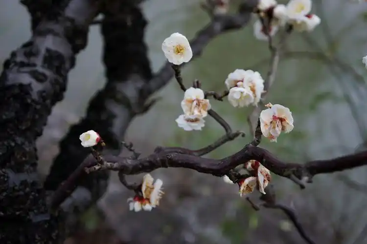 龙游梅,一树独先天下春