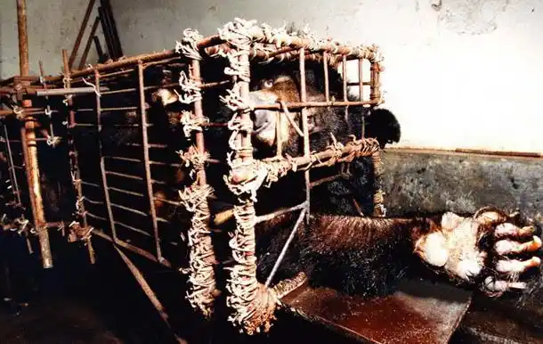 亚洲动物基金公益广告莫文蔚最新版