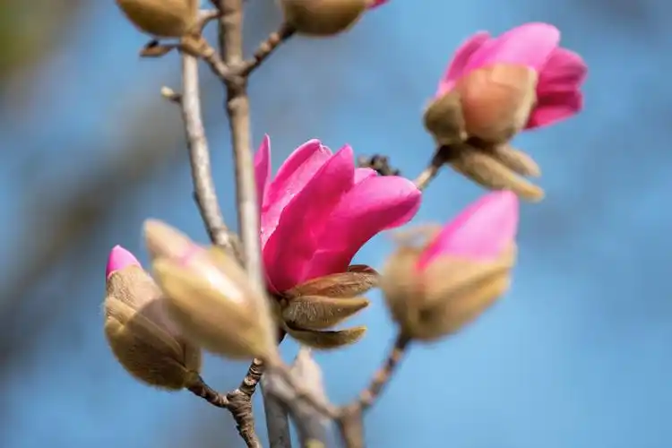 娇红1号 为红花玉兰第一个栽培新品种,娇红1号是红花玉兰中最鲜艳的一