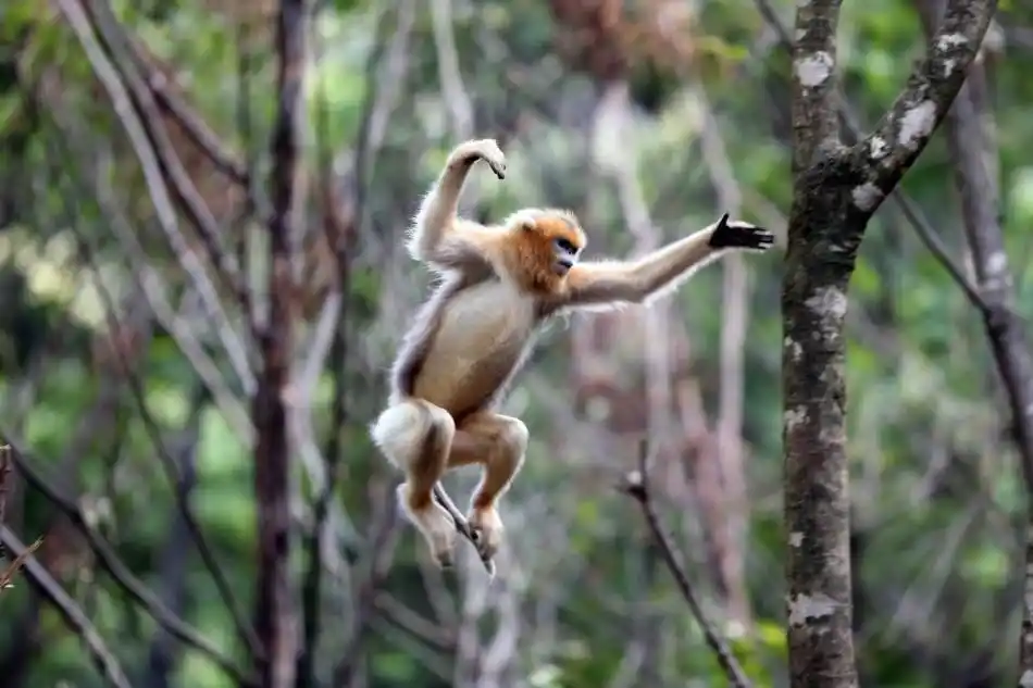 小金丝猴不幸夭折 猴妈妈生死不离