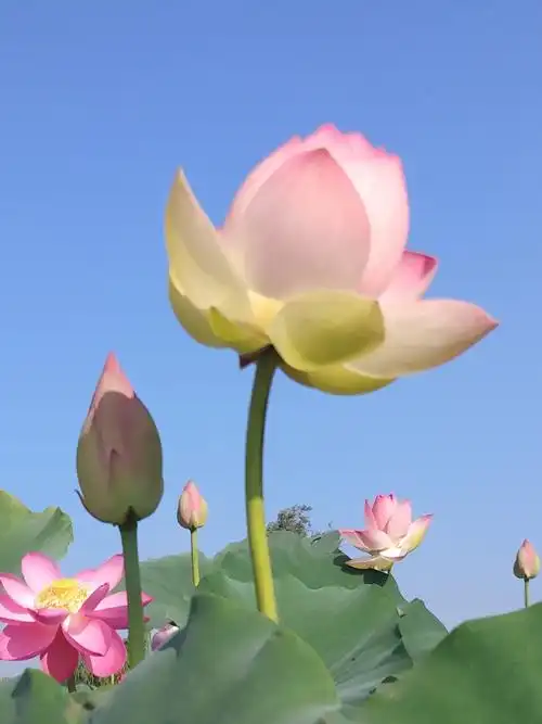 今日观赏莲花时,相信缘分天注定,彩云呈现莲花形,极乐世界展人间