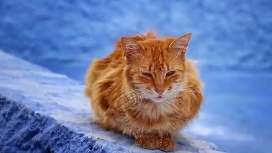 首页 动物与鸟 猫咪 棕色猫休息,蓝色背景 壁纸 / 1920x1080 全高清