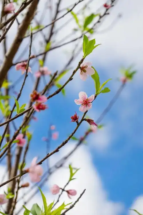 最美不过早春,用46张照片告诉你云南的春天有多美,让你云游云南