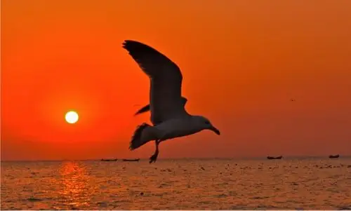 海鸥在蓝天和阳光下飞翔(泉流大海摄)