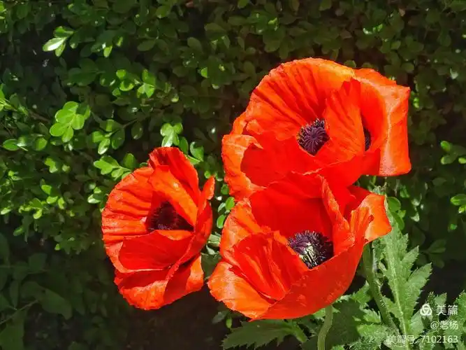 有毒的美丽的罂粟花 - 美篇