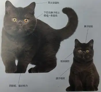 英国短毛猫都有哪些颜色和品种?