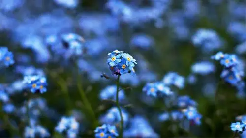 风景壁纸,鲜花,唯美,小清新,花卉,清新,自然风光,蓝色风景,壁纸,1920x
