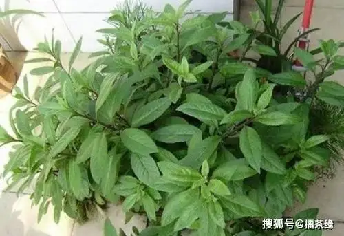 被称为救命草的野草对糖尿病高血压有奇效