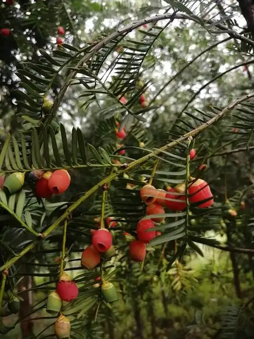 古老的防癌果一一红豆杉果