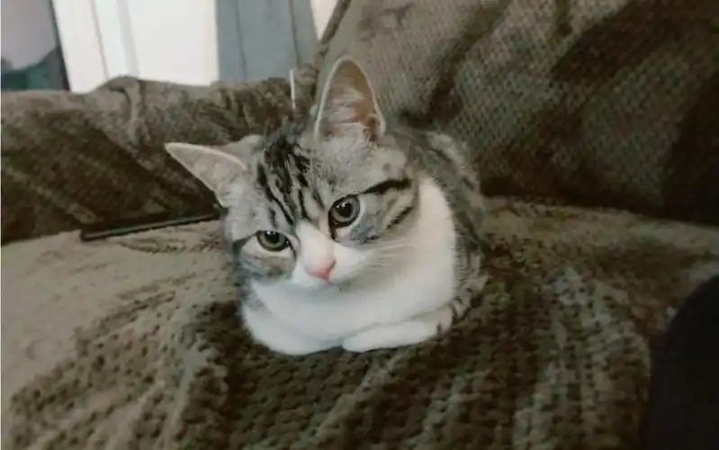 小喵撒娇术-躺错了我就爬起来重新躺!