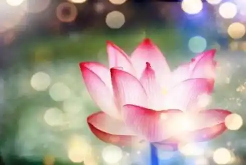 专心念佛 往生纪实