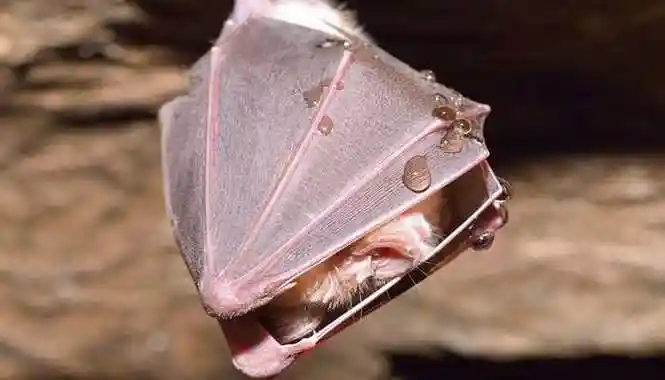 蝙蝠是益虫还是害虫