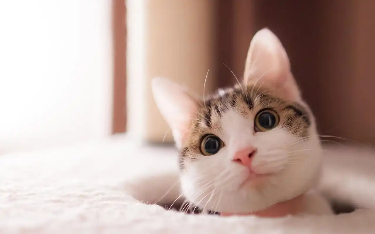 华为matepad pro可爱猫咪壁纸