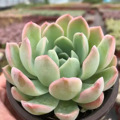 特价莎莎女王多肉植物绿植高档花卉盆栽防辐射多肉植物