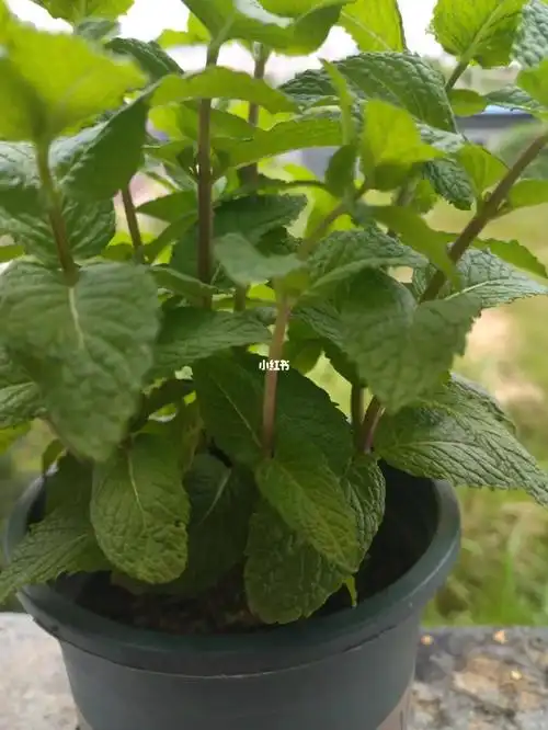 这个是什么品种的薄荷啊