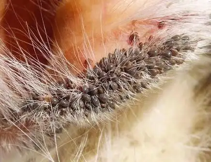 下面是虫子的图片