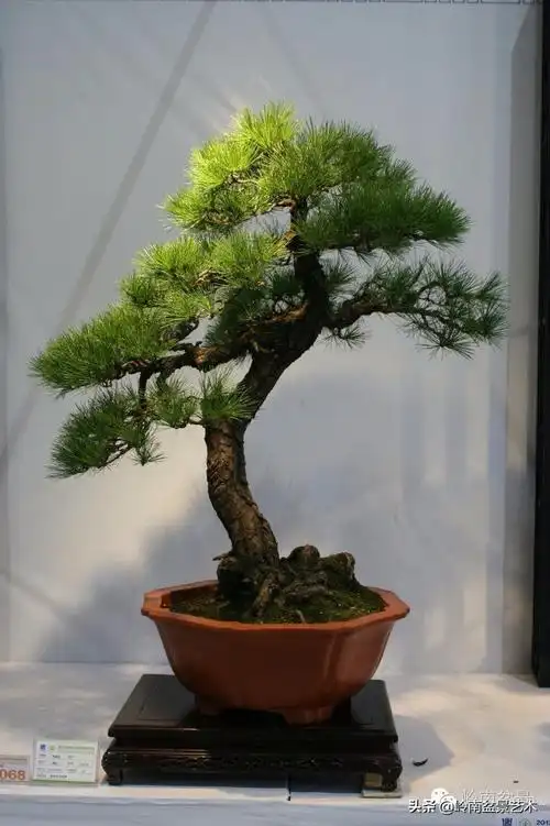 百木之长话青松