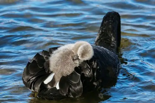 圆明园的三窝黑天鹅宝宝