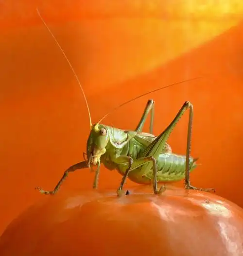 冬季里的鸣虫蝈蝈