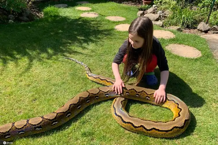 与蛇同住国外7岁女孩与蟒蛇朝夕相处成好友