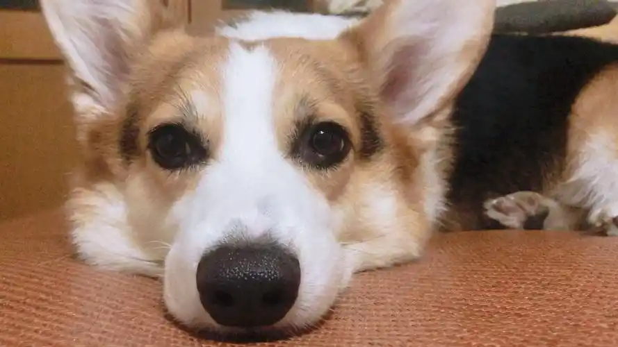 【柯基】百无聊赖小柯基 发呆的小柯基 柯基真的好懒啊