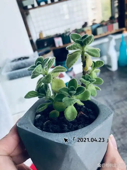 碰碰香 中文名:碰碰香 别名:一抹香,触留香(楚留香),绒毛香茶菜 拉丁