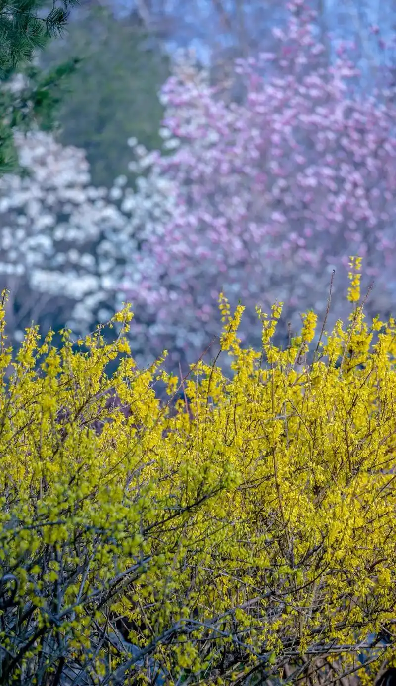 又到一年最美时这些春日大片惊艳了济南的春天