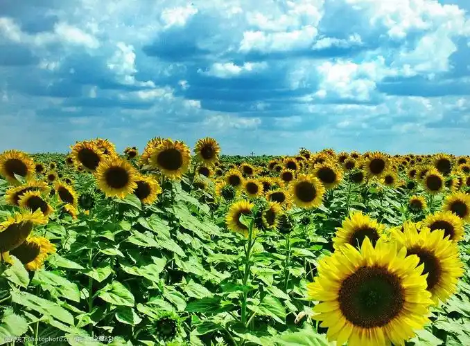 关键词:向日葵蓝天白云花 向日葵 蓝天白云 黄花 花 花海 自然风景