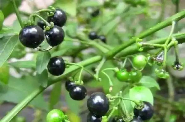 平时它治疗人类的咽喉肿痛时可以与筋骨草还有大青叶等中药材一起煎光