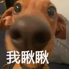 一组狗头表情包#狗头表情包 #表情包 #沙雕表情包 - 抖音