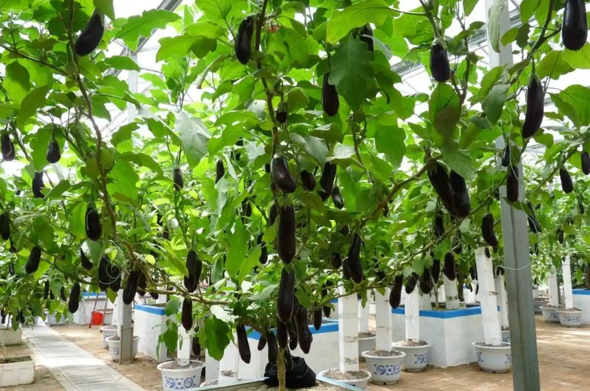 大棚茄子的种植技术和管理 - 2020年最新商品信息聚合专区 - 百度爱