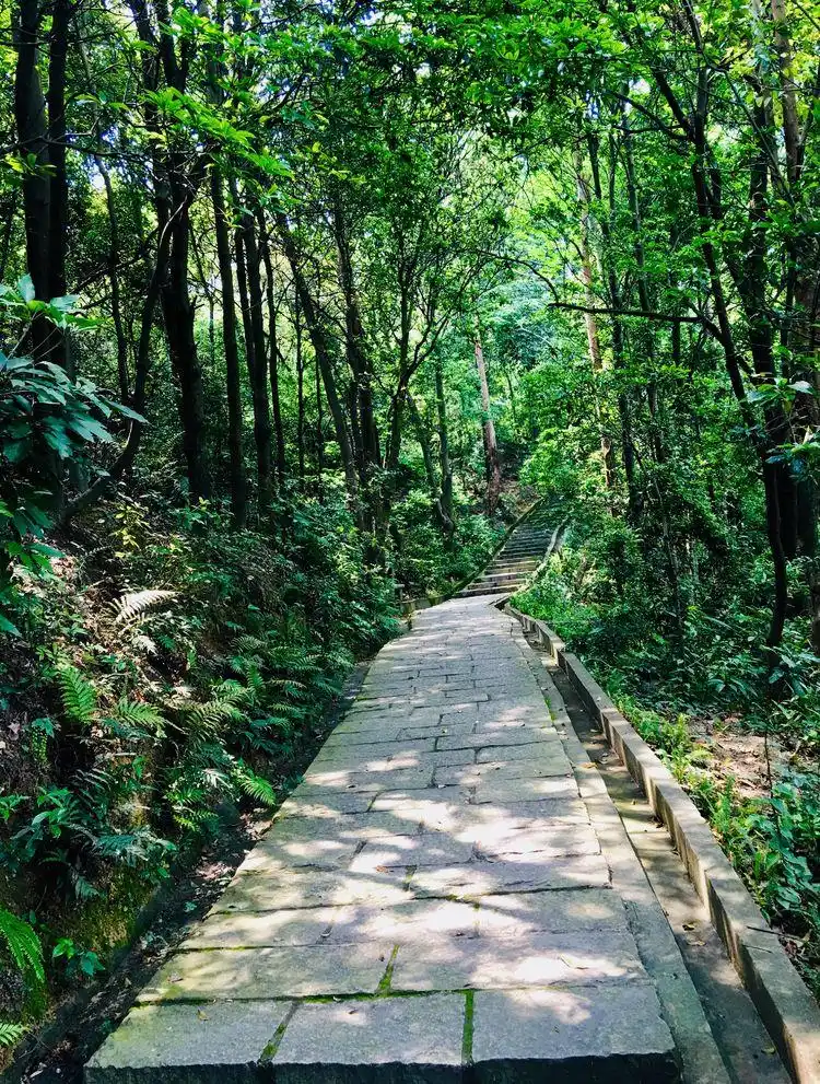 在广州想爬山看海还想赏湖,那只能去黄山鲁森林公园了,还免费!