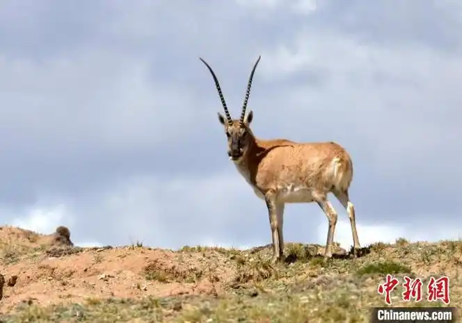 多彩贵州网 - 青藏高原的藏羚羊
