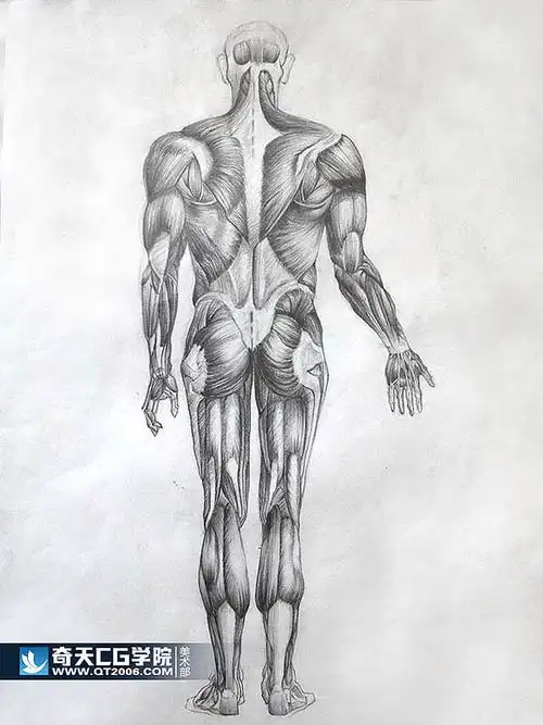 传统美术,人体肌肉