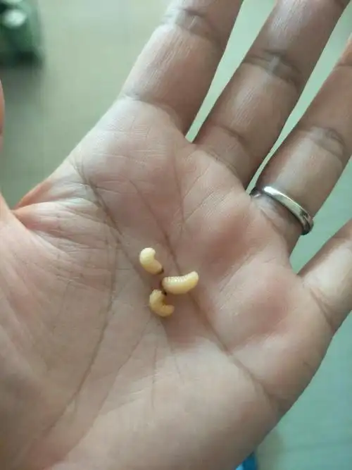 植物爱好者 向ta提问私信ta  展开全部 这是豆象,一种豆子滋生的虫子