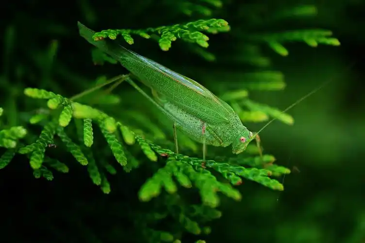 绿色蝈蝈图片1366x768分辨率查看